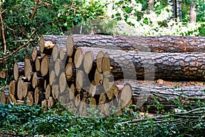 A pile of sawn logs at the edge of the forest