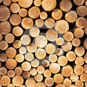 Pile of sawn logs of spruce trees waiting for transportation in forest