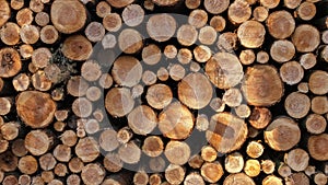 Pile of sawn logs of spruce trees waiting for transportation in forest