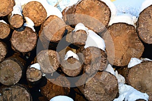 A pile of sawn-off logs lies on the ground in snow