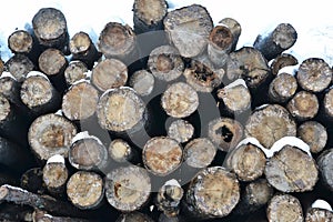 A pile of sawn-off logs lies on the ground in snow