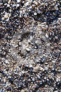 Pile of sea shells at beach as background