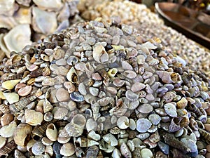 A pile of sea shells