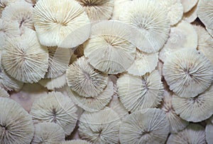 Pile of Sea Shells, Ft. Myers, Florida photo