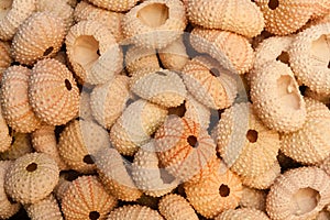 Pile of Sea Urchin Shells