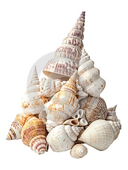 A pile of seashells isolated on a transparent background perfect for beach ocean or naturethemed designs photo