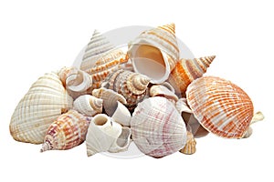 A pile of seashells isolated on a transparent background perfect for beach ocean or naturethemed designs photo