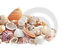 A pile of seashells isolated on a transparent background perfect for beach ocean or naturethemed designs photo