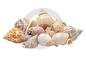 A pile of seashells isolated on a transparent background perfect for beach ocean or naturethemed designs photo