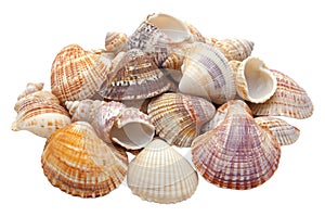 A pile of seashells isolated on a transparent background perfect for beach ocean or naturethemed designs photo
