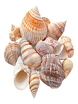 A pile of seashells isolated on a transparent background perfect for beach ocean or naturethemed designs photo
