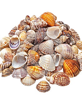 A pile of seashells isolated on a transparent background perfect for beach ocean or naturethemed designs photo