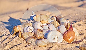 Pile of seashells on a sand