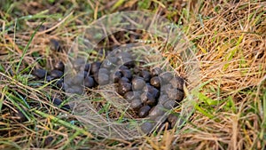 Pile of sheep dropping or faeces amongst grass in a winter field