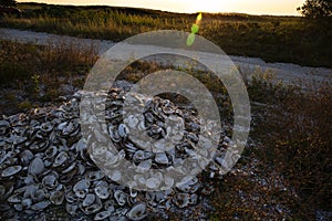 Pile of shells on Cape Cod, Wellfleet Massachusetts