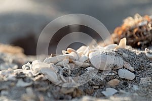 Pile of shells at Caspersen beach - 1