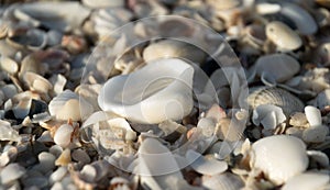 Pile of shells at Caspersen beach - 3