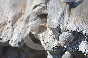 A pile of shells on a log photo