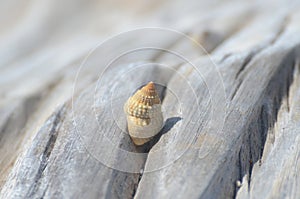 A pile of shells on a log photo