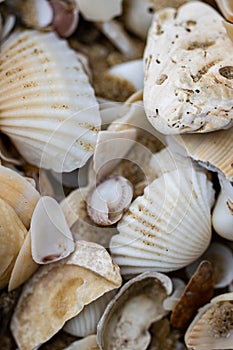 A pile of shells and rocks on the beach