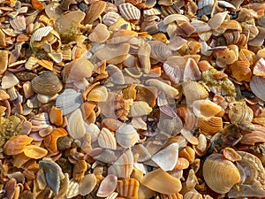 The shells are scattered all over the ground