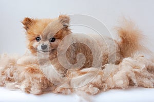 In a pile of shorn wool lies a small Pomeranian and raised his ears up dog grooming