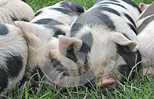 A pile of sleeping piglets