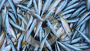 A pile of small fish caught by fishermen in a container filled with water