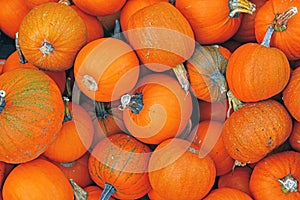 Pile of small orange \'Little Halloween\' carving pumpkins