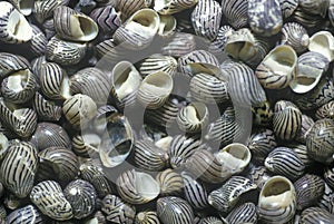 Pile of Snail Shells, Ft. Myers, Florida photo