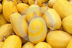 Pile of Spaghetti squash for autumn harvest