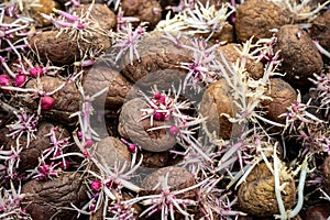 pile of sprouted potatoes ready for planting