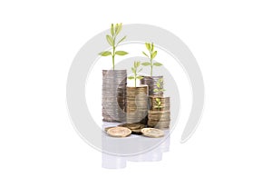 A pile of stack coin and growing sapling tree finance concept