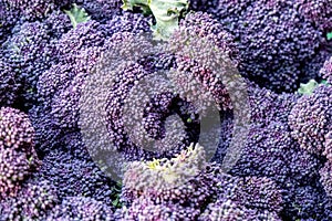 Pile or Stack Of Raw Uncooked Purple Sprouting Broccoli