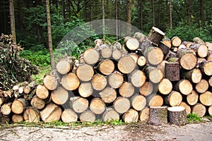 A pile of stacked firewood in the forest. Preparation of firewood for the winter