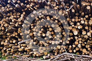 Pile of stacked wood