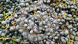 Pile of stale not fresh black seedless grapes. Rotten spoiled berries background. Farmers market. Retail industry.