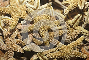 Pile of Starfish, Ft. Myers, Florida