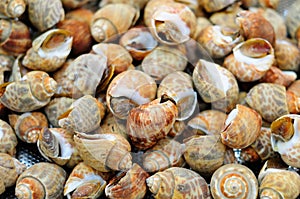 A Pile of Steamed Snails