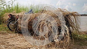 Pile of straw placed over motorbikes for sun and heat protection