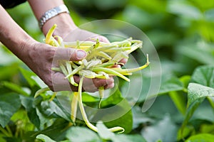 Pile of string beans