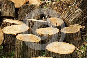 Pile of stumps