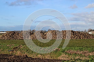 Pile of sugar beets drying in the autumn sun on farm in Moerkapelle in the Netherlands.