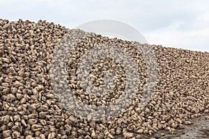 Pile of sugar beets photo