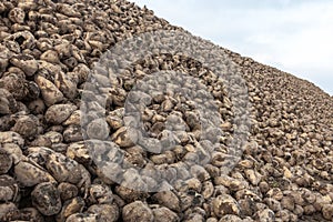 Pile of sugar beets photo