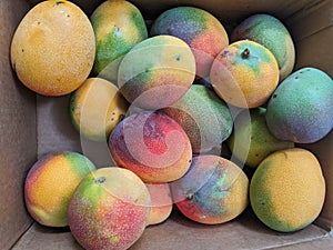 Pile of Sun-kissed Hayden Mango`s in box