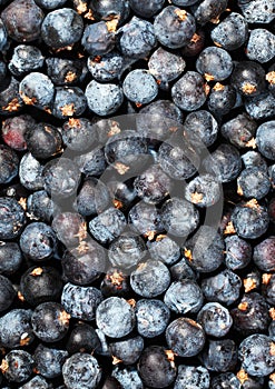 Pile of forest blueberries