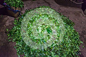 Pile of tea leaves in a village near Hsipaw, Myanm photo