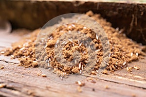 a pile of termite frass droppings on wood