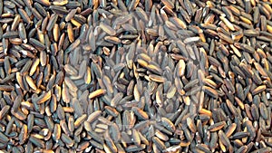 Pile of thai black glutinous rice or sticky rice